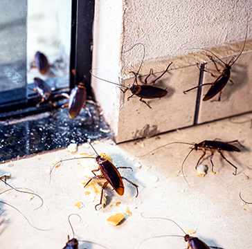 Roaches 1