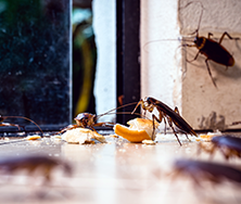 Roaches 2