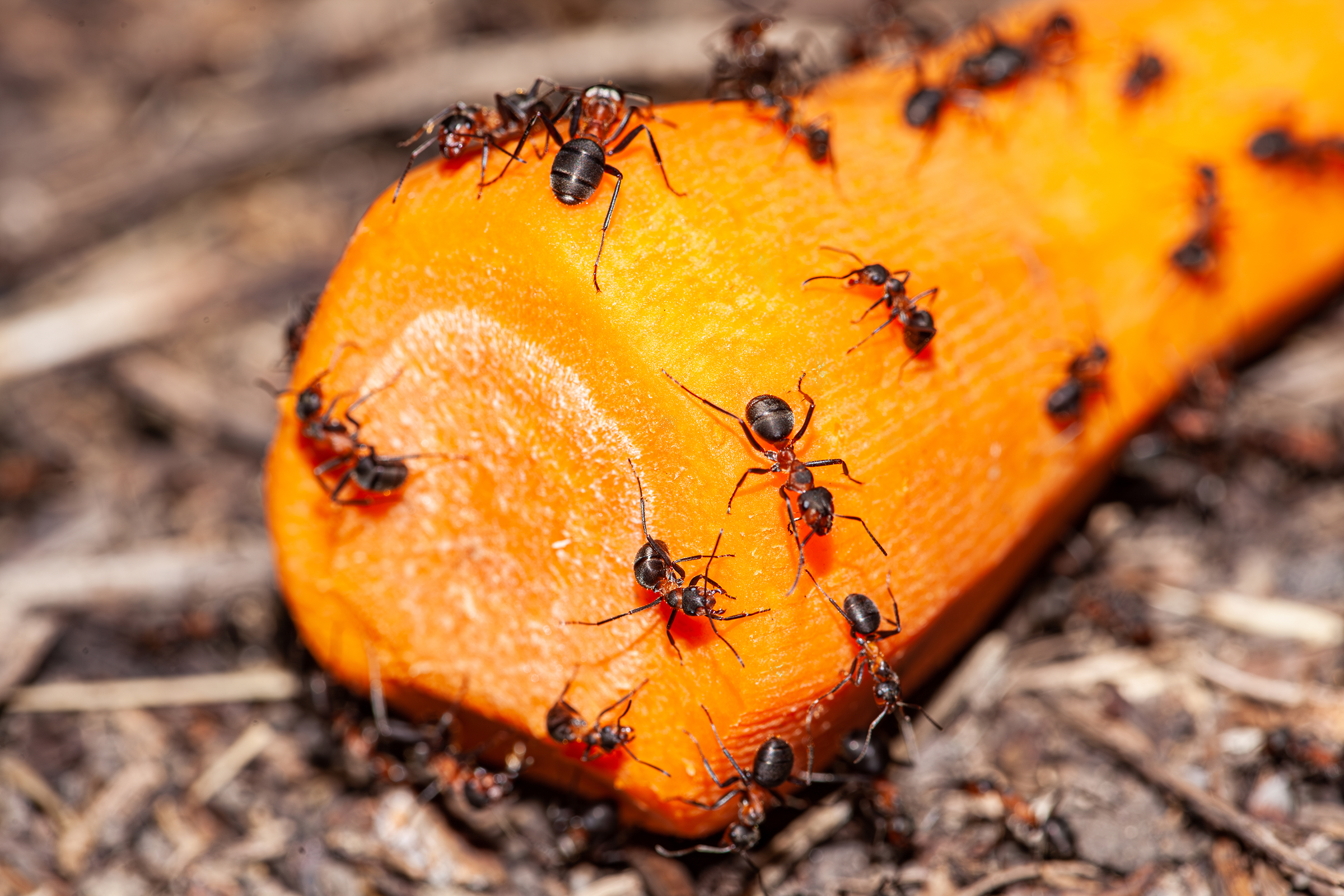 Picture associated with Ant Control and Prevention Services