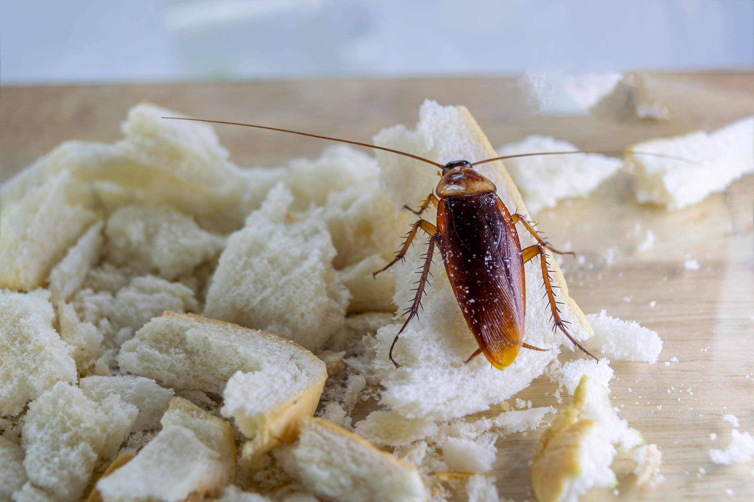 Picture associated with Commercial Pest Solutions