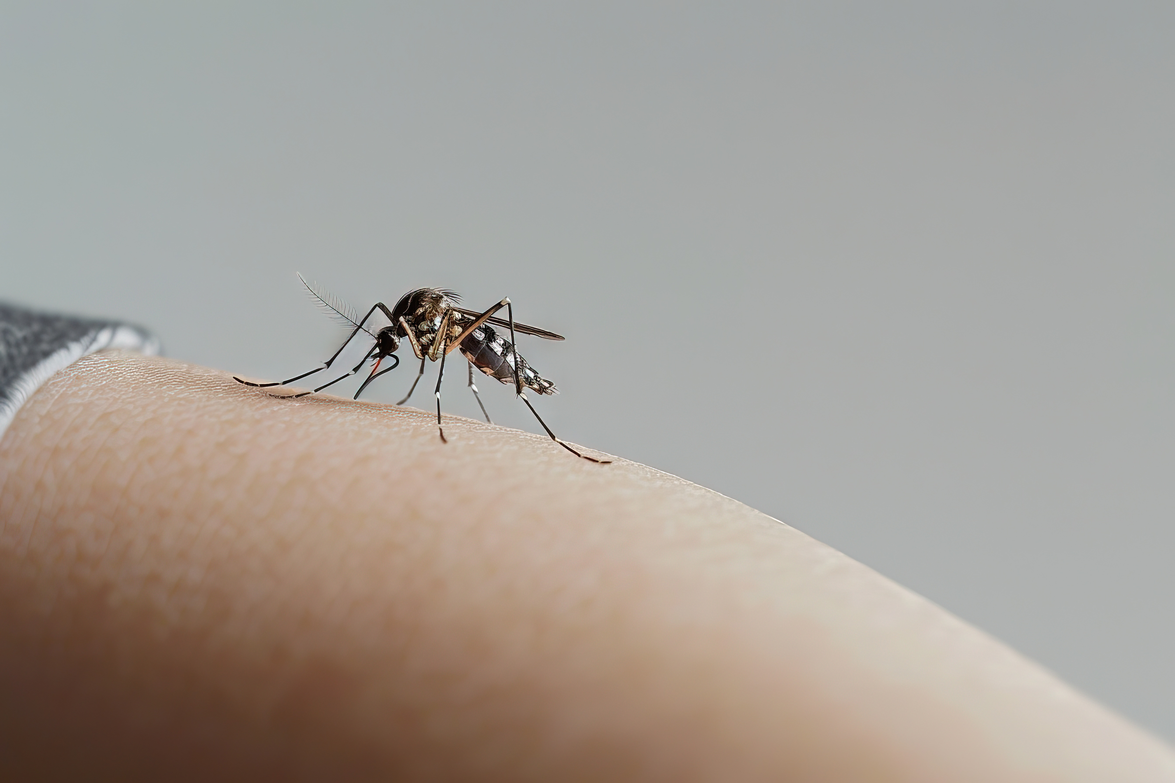 Mosquito and Fly Control Beverly Hills